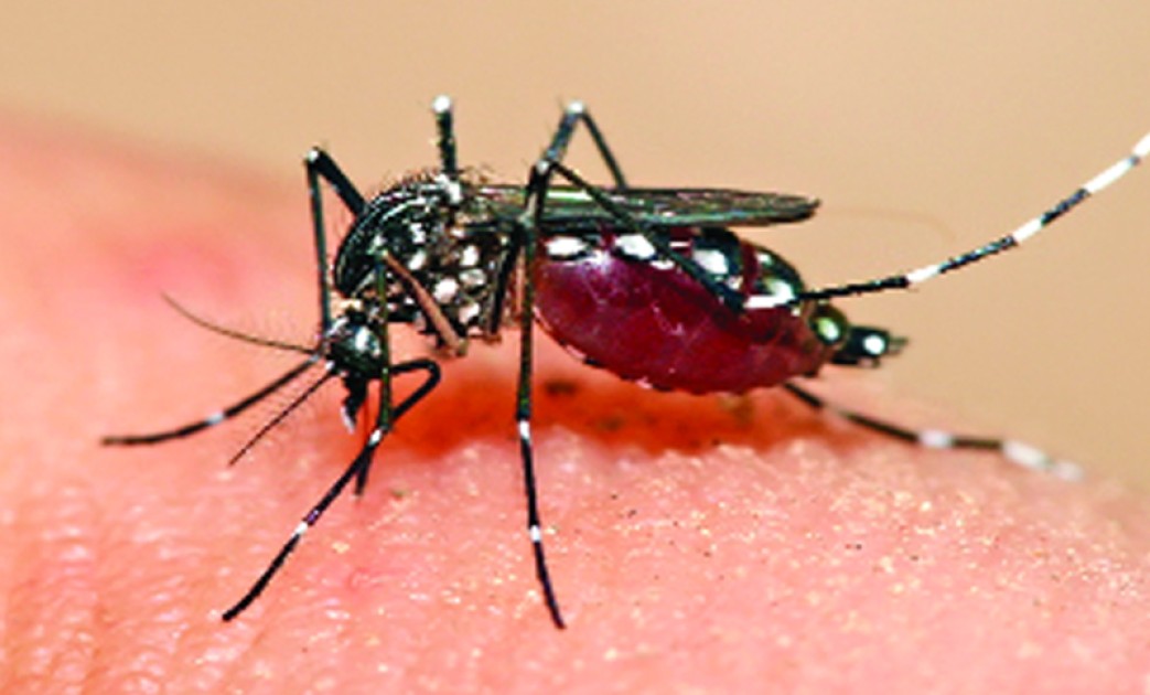 বর্তমানে বিশ্বের অর্ধেক মানুষ ডেঙ্গু ঝুঁকিতে